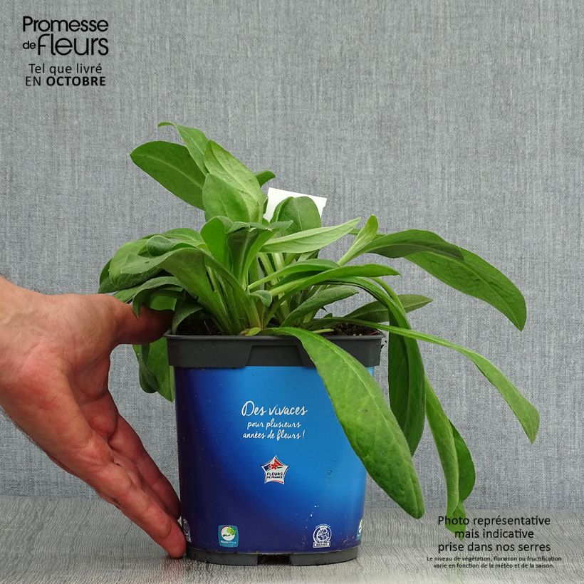 Ejemplar de Centaurea montana - Aciano de montaña Maceta 2L/3L entregado en otoño