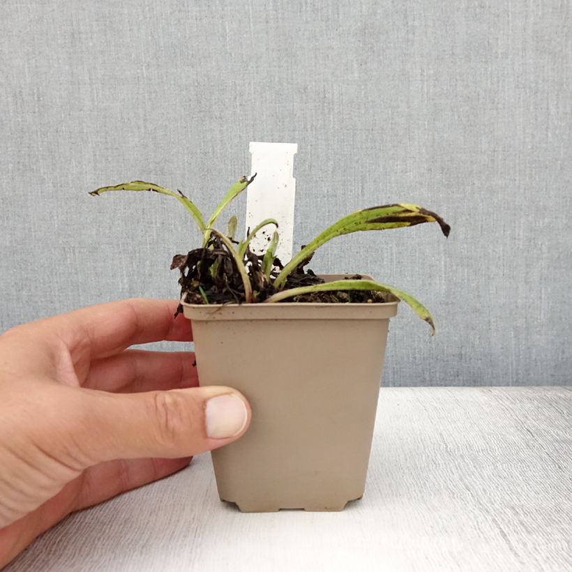 Ejemplar de Centaurea montana Black Sprite Maceta de 8/9 cm entregado en verano