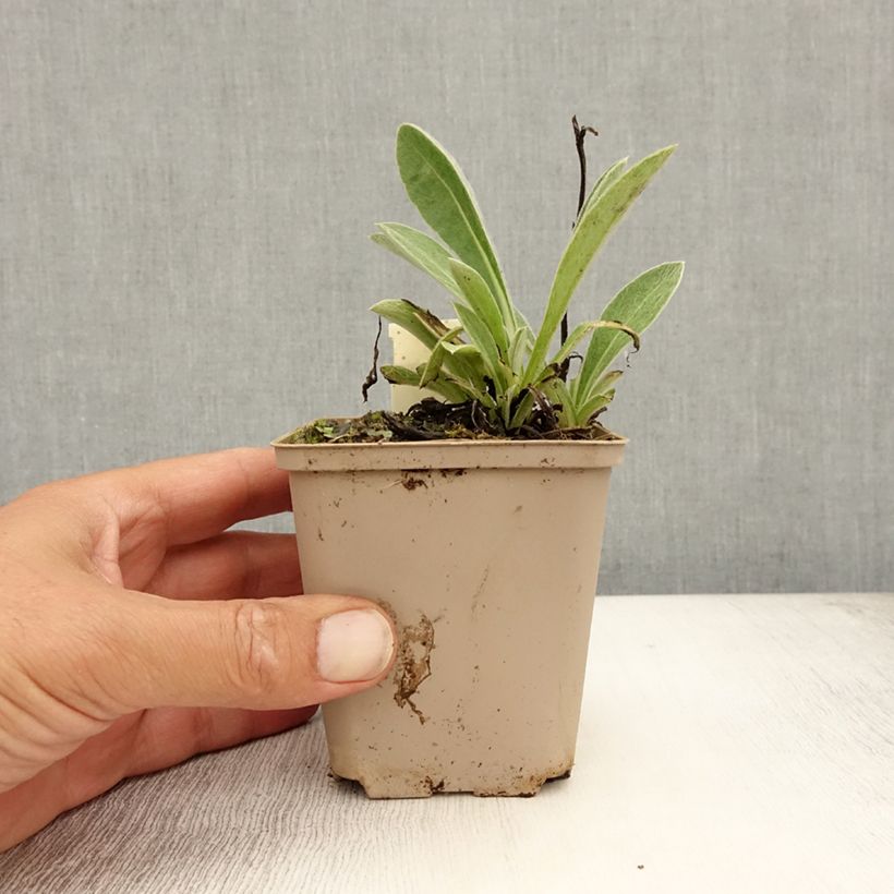 Ejemplar de Centaurea montana Jordy Maceta de 8/9 cm entregado en verano
