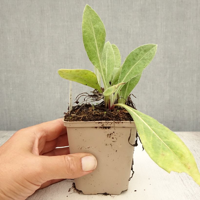 Ejemplar de Centaurea montana Carnea Maceta de 8/9 cm entregado en verano