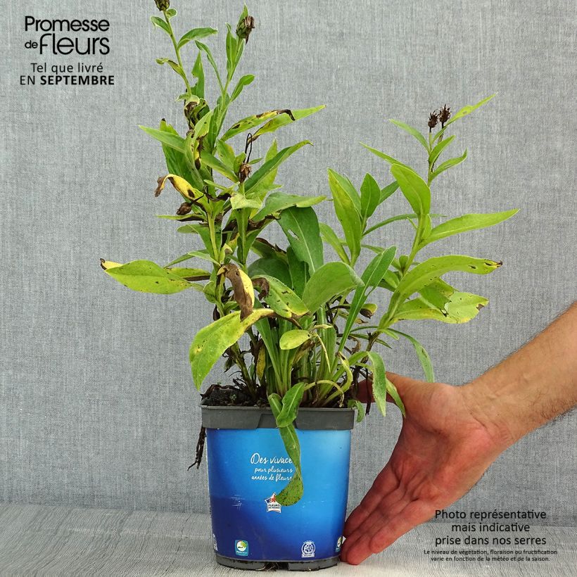 Ejemplar de Centaurea montana Sulphurea Maceta 2L/3L entregado en verano