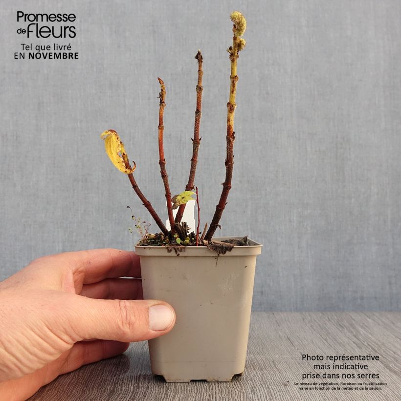 Ejemplar de Boehmeria biloba - Ramio Maceta de 8/9 cm entregado en otoño