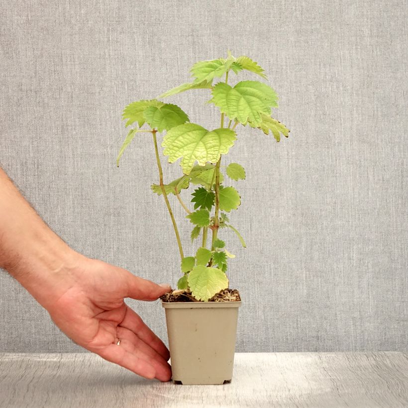 Ejemplar de Boehmeria platanifolia - Ramio Maceta de 8/9 cm entregado en verano