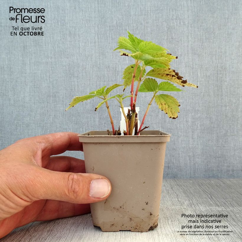 Ejemplar de Boehmeria sieboldiana - Ramio Maceta de 8/9 cm entregado en otoño