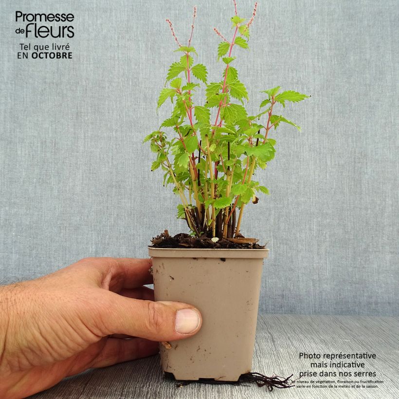 Ejemplar de Boehmeria spicata - Ramio Maceta de 8/9 cm entregado en otoño