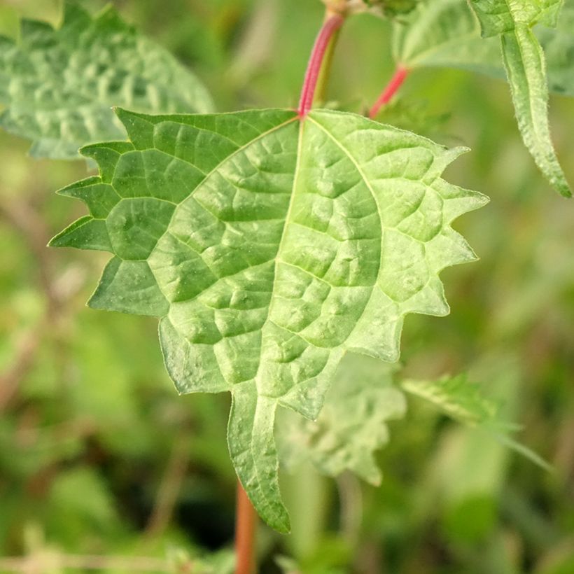 Boehmeria spicata - Ramio (Follaje)