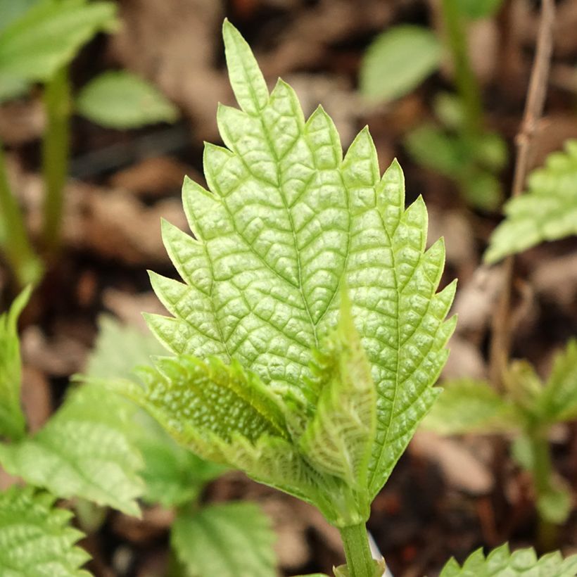 Boehmeria spicata - Ramio (Follaje)