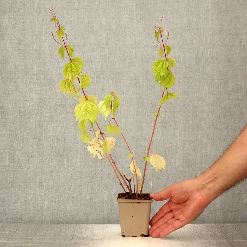 Ejemplar de Boehmeria tricuspis - Ramio Maceta de 8/9 cm entregado en verano