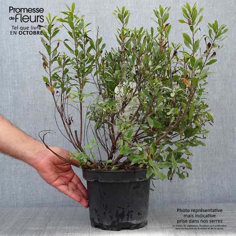 Ejemplar de Myrica gale - Mirto de Brabante Maceta 2L/3L entregado en otoño