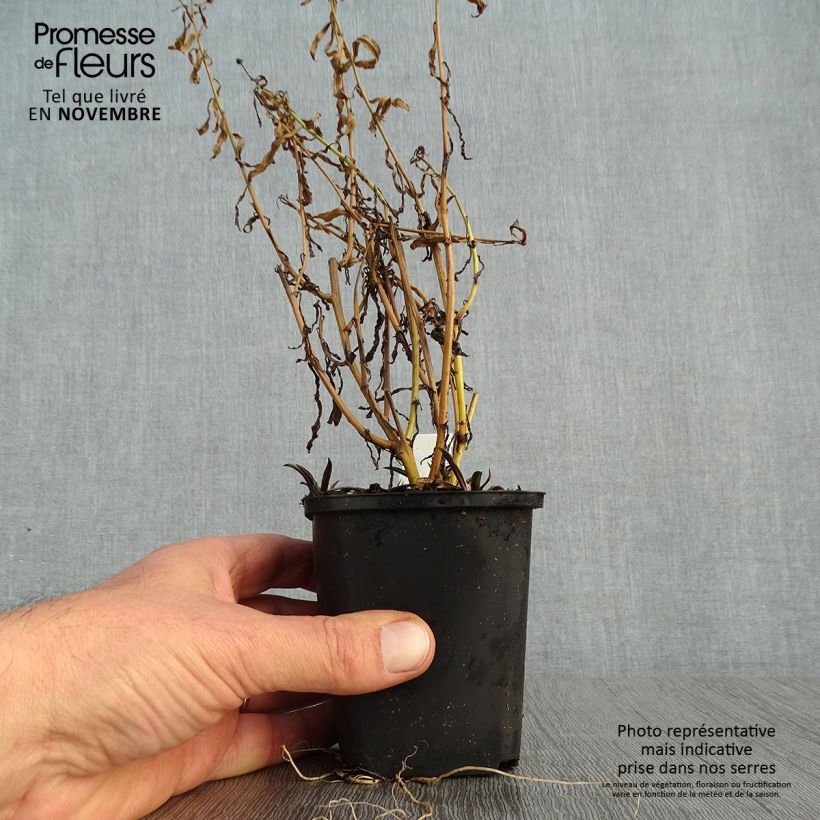 Ejemplar de Boltonia asteroides Snowbank Maceta de 8/9 cm entregado en otoño