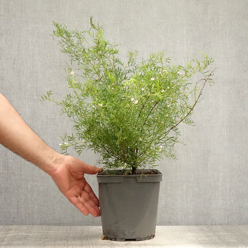 Ejemplar de Boronia pinnata var. muelleri Maceta 4L/5L entregado en verano
