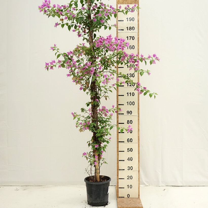 Ejemplar de Bougainvillea glabra Sanderiana Maceta 12L/15L entregado en verano