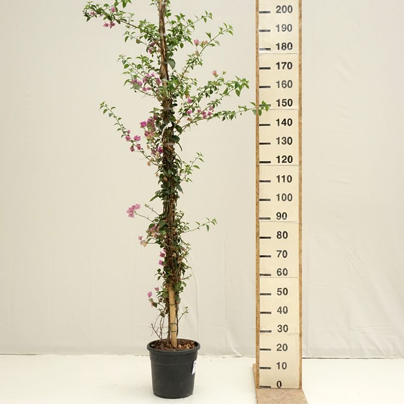 Bougainvillea glabra Sanderiana Maceta 12L/15L Ejemplar entregado en la primavera
