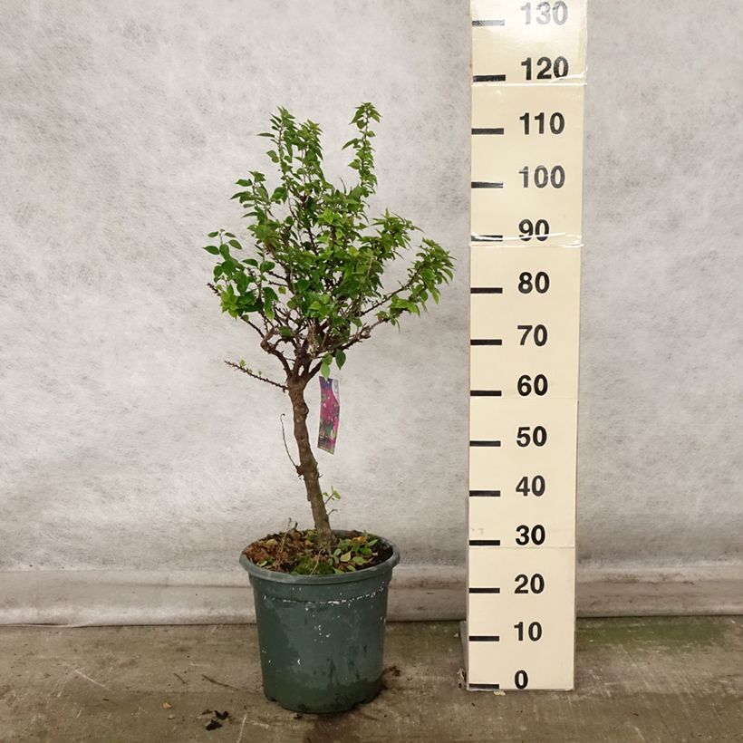 Ejemplar de Buganvilla Mini Thaï Maceta 12L/15L entregado en otoño