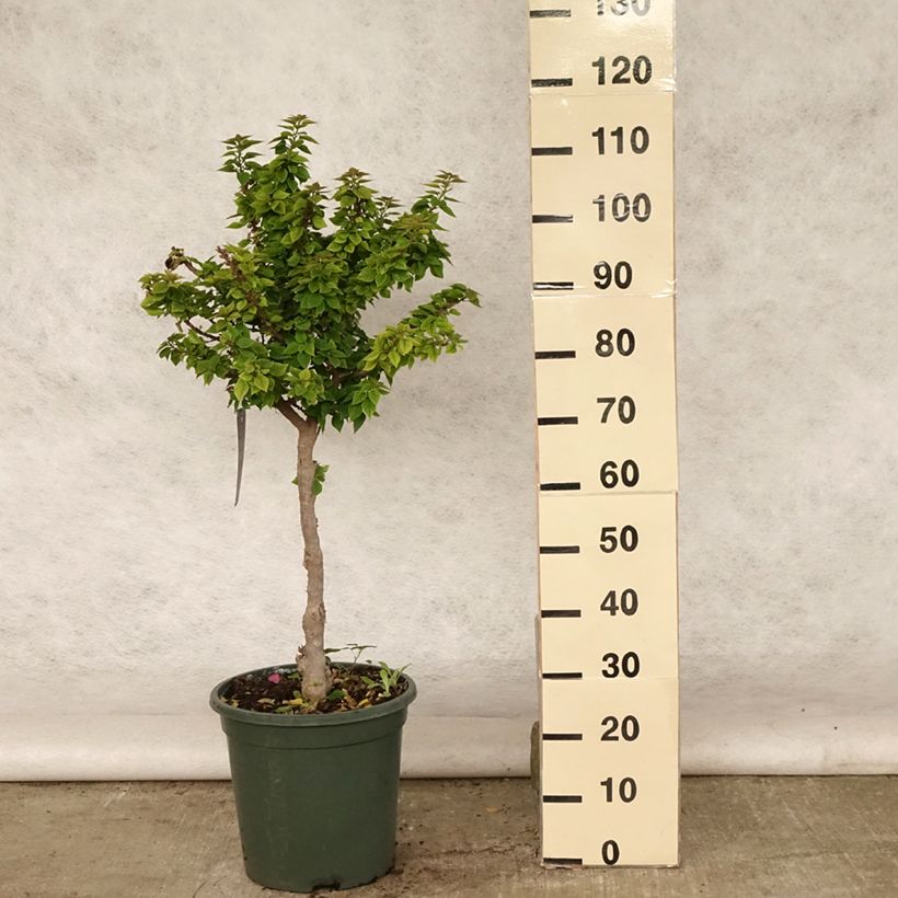 Ejemplar de Buganvilla Mini Thaï Maceta 12L/15LAltura de entrega aprox. 70/80cm entregado en verano
