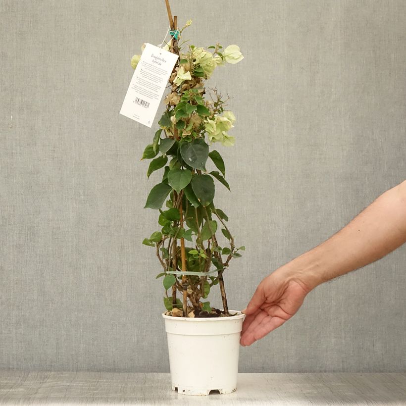 Ejemplar de Buganvilla blanca - Bougainvillea spectabilis Maceta 2L/3LAltura de entrega aprox. 70/80cm entregado en verano