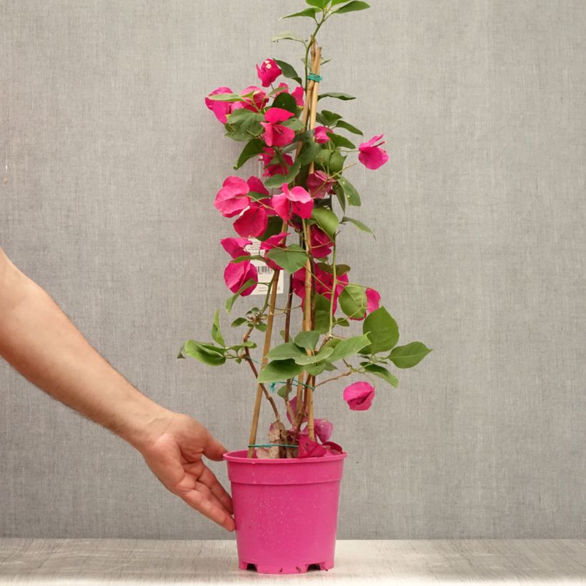 Ejemplar de Buganvilla malva - Bougainvillea spectabilis Maceta 2L/3LAltura de entrega aprox. 70/80cm entregado en verano