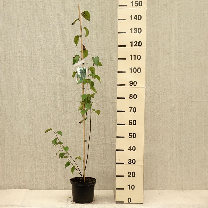 Ejemplar de Abedul rojo chino - Betula albosinensis Fascination Maceta 2L/3L entregado en otoño