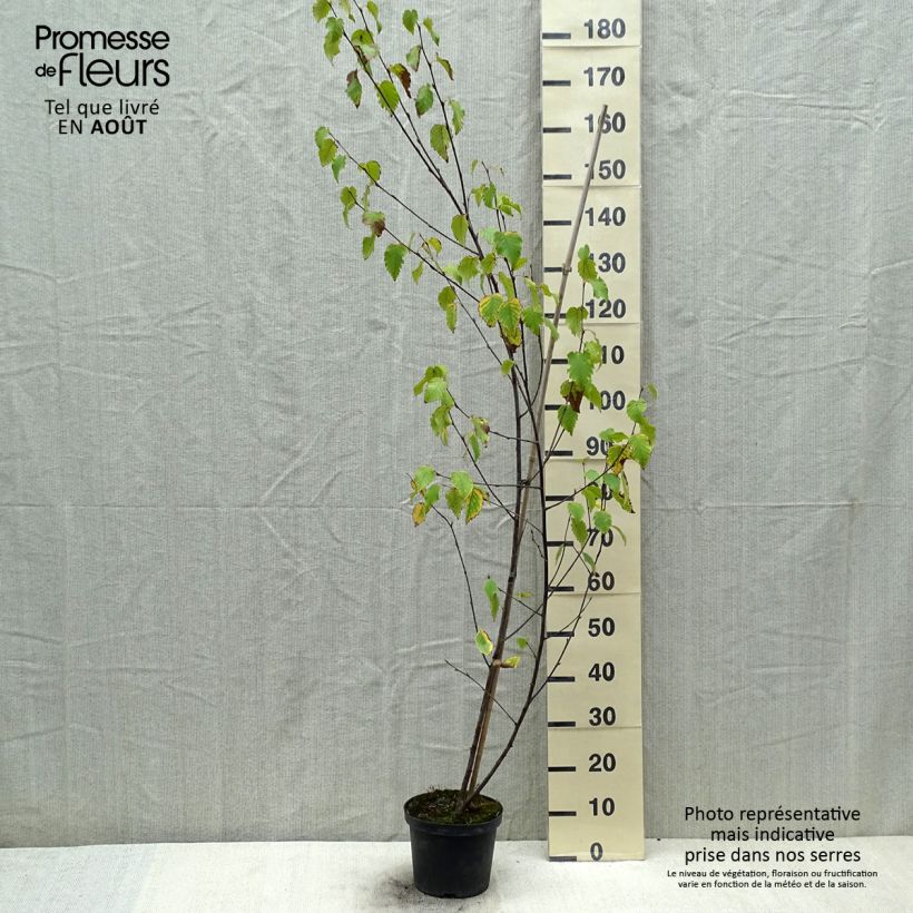 Ejemplar de Abedul rojo chino - Betula albosinensis Fascination Maceta 2L/3LAltura de entrega aprox. 40/60cm entregado en verano