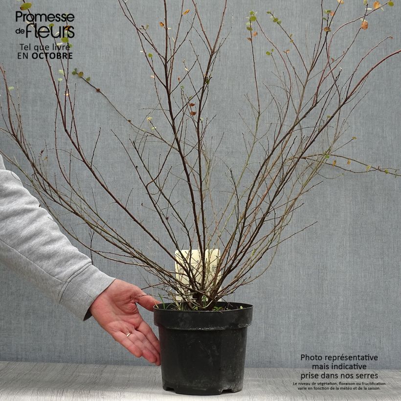 Ejemplar de Abedul enano - Betula nana Maceta 2L/3L entregado en otoño