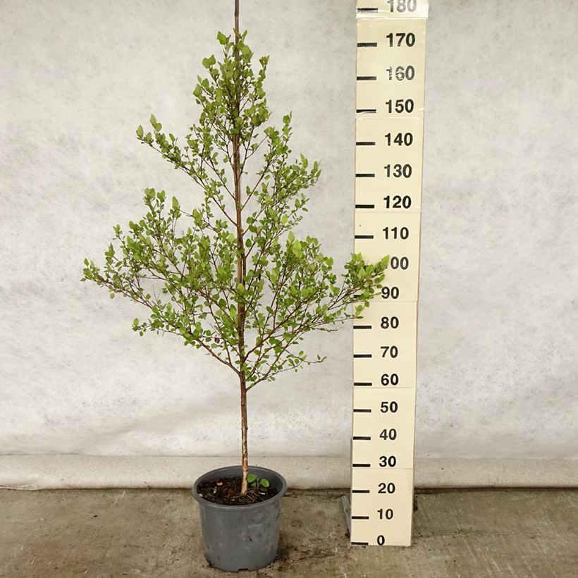 Ejemplar de Abedul negro - Betula nigra Maceta 12L/15L entregado en verano