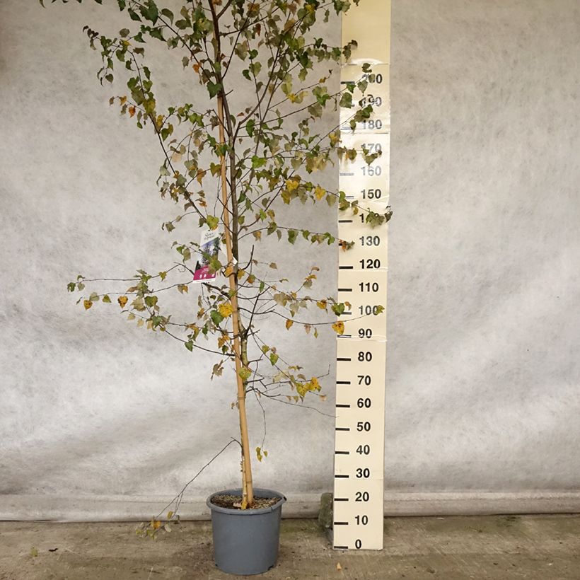 Ejemplar de Abedul común Royal Frost o Crimson Frost Maceta 7,5L/10L entregado en otoño