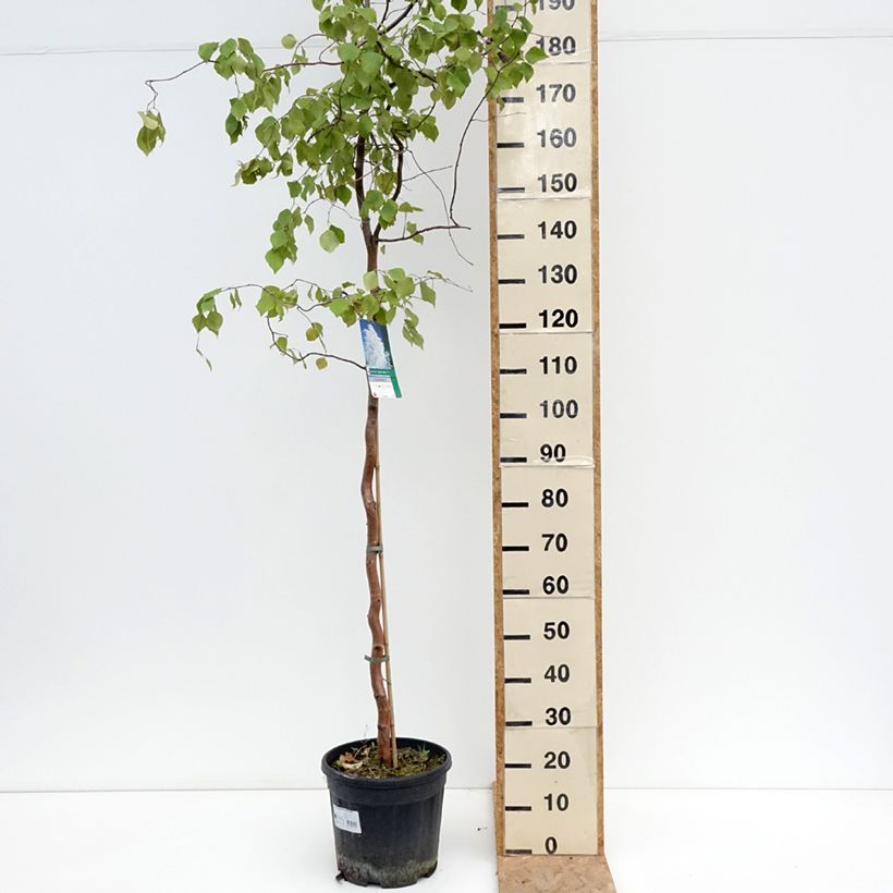 Ejemplar de Abedul común pendula Spider Alley Maceta 12L/15L entregado en verano