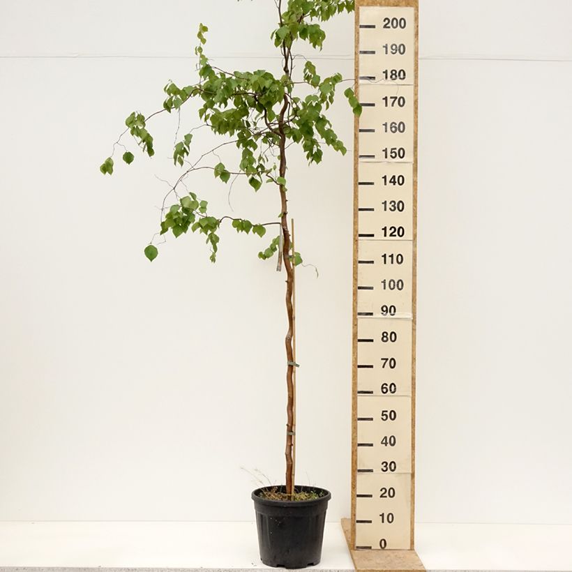 Abedul común pendula Spider Alley Maceta 12L/15LAltura de entrega aprox. 160/180cm Ejemplar entregado en la primavera