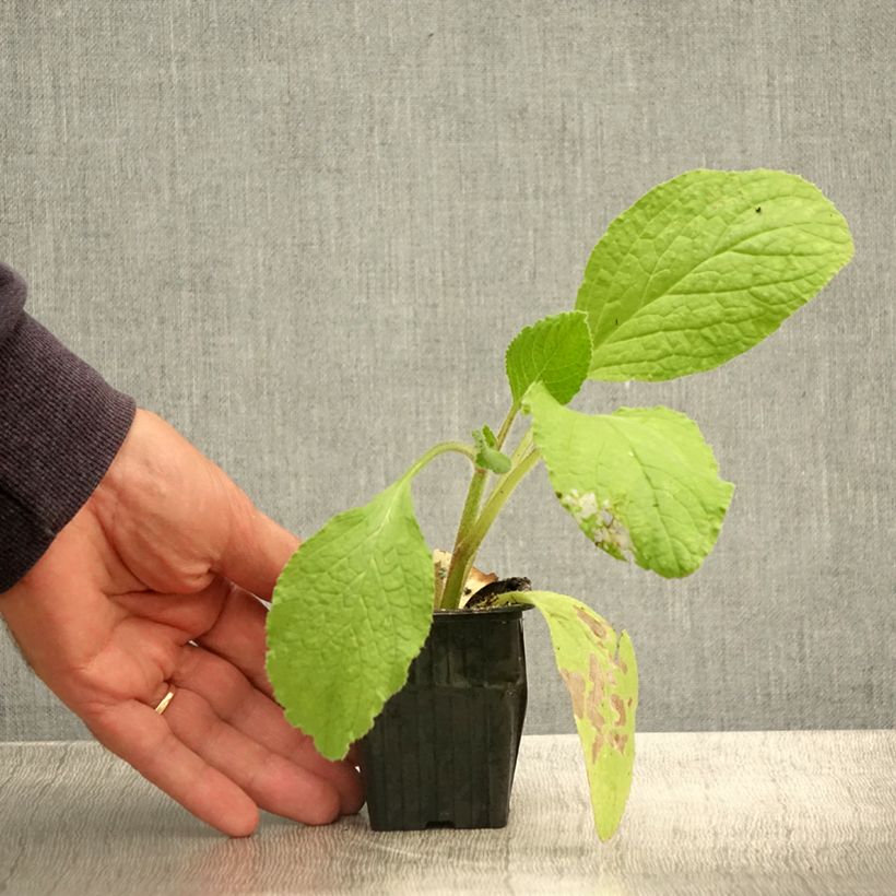 Ejemplar de Borraja - Borago officinalis Maceta de 7/8 cm entregado en verano