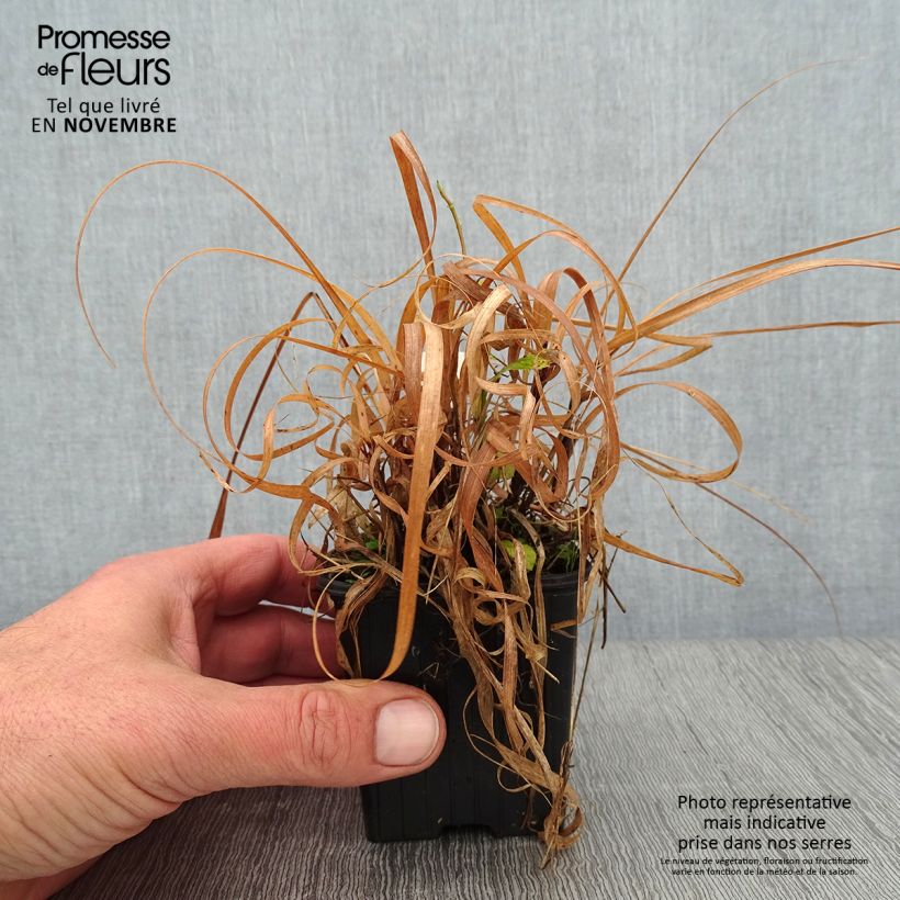 Ejemplar de Bouteloua curtipendula - Banderilla Maceta de 8/9 cm entregado en otoño