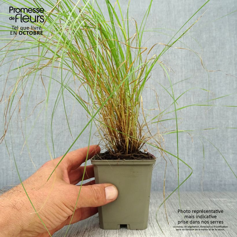 Ejemplar de Bouteloua gracilis - Grama azul Maceta de 8/9 cm entregado en otoño