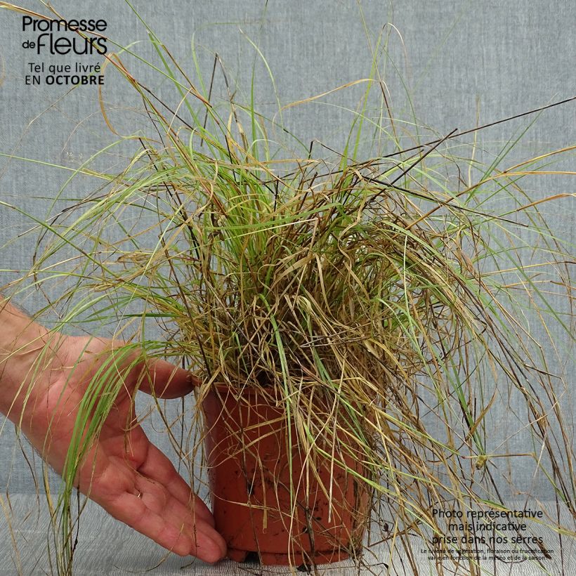 Ejemplar de Bouteloua gracilis - Grama azul Maceta 1,5L/2L entregado en otoño