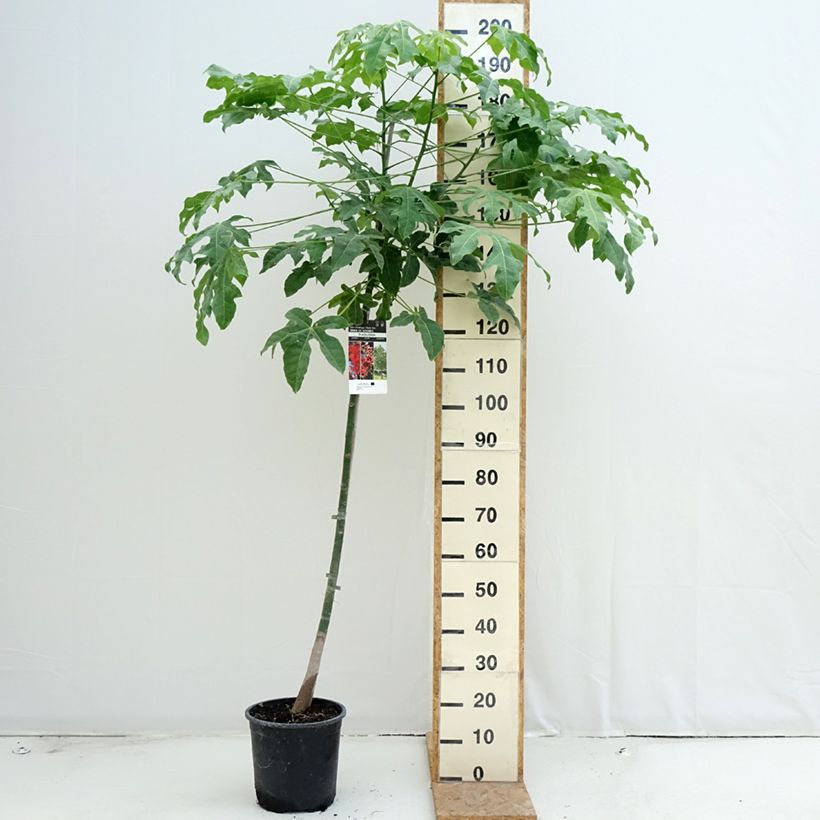 Ejemplar de Brachychiton acerifolius - Árbol de fuego Maceta 7,5L/10L entregado en verano