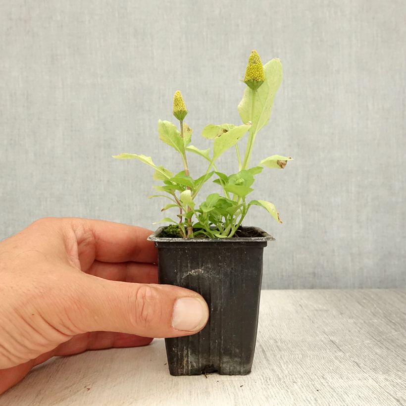 Ejemplar de Hierba de los dientes - Acmella oleracea Maceta de 7/8 cm entregado en verano