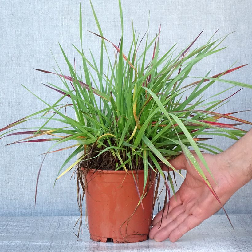 Ejemplar de Briza media Limouzi - Amourette pot de 1L/1.5L entregado en verano