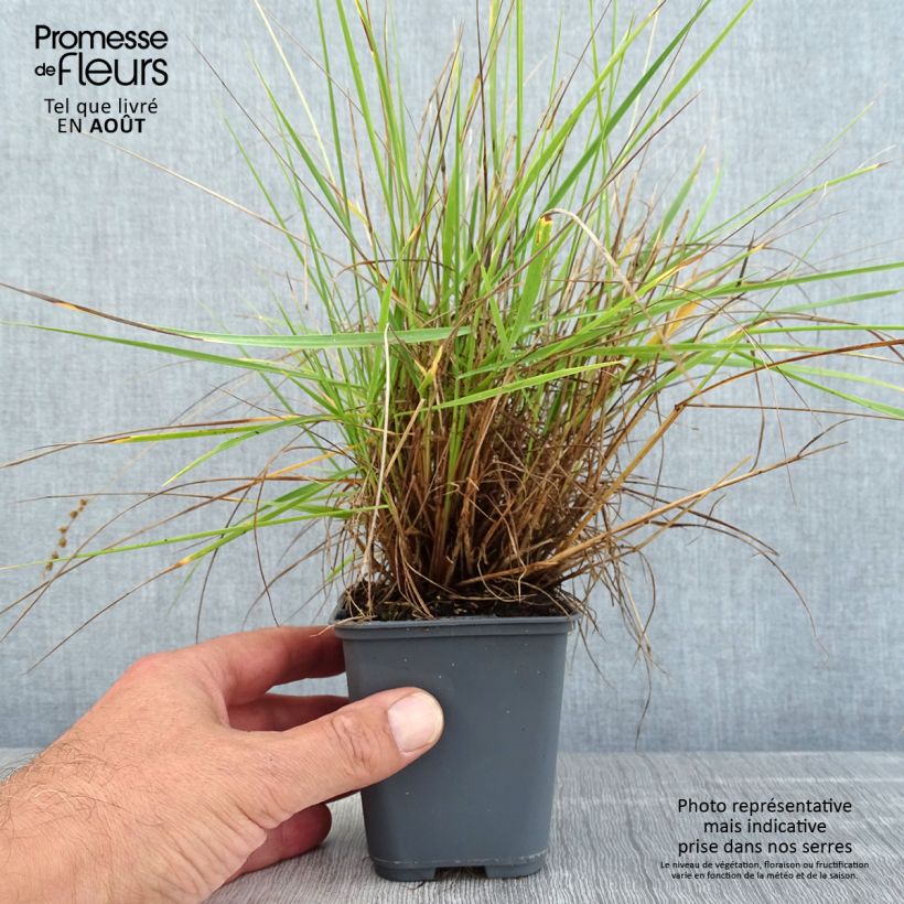 Ejemplar de Briza triloba - Amourette Godet de 8/9 cm entregado en verano