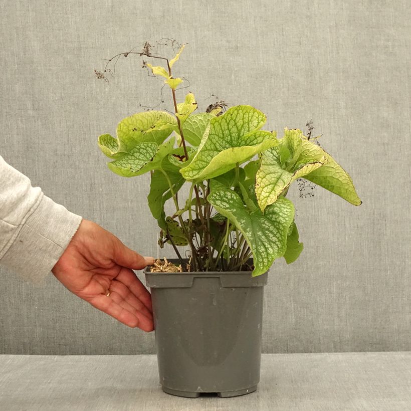 Ejemplar de Brunnera macrophylla Alexander's Great Maceta 1L/1,5L entregado en verano