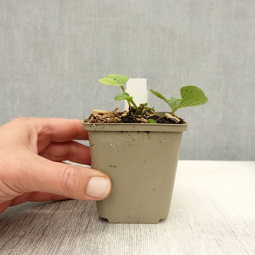Ejemplar de Brunnera macrophylla Betty Bowring Maceta de 8/9 cm entregado en otoño