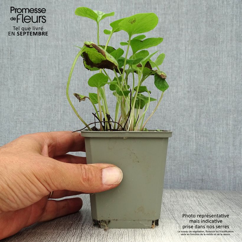 Ejemplar de Brunnera macrophylla Jack Frost Maceta de 7/8 cm entregado en otoño