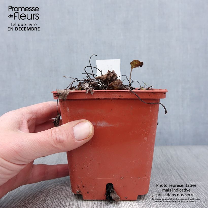 Ejemplar de Brunnera macrophylla Jack of Diamonds Maceta 1L/1,5L entregado en otoño
