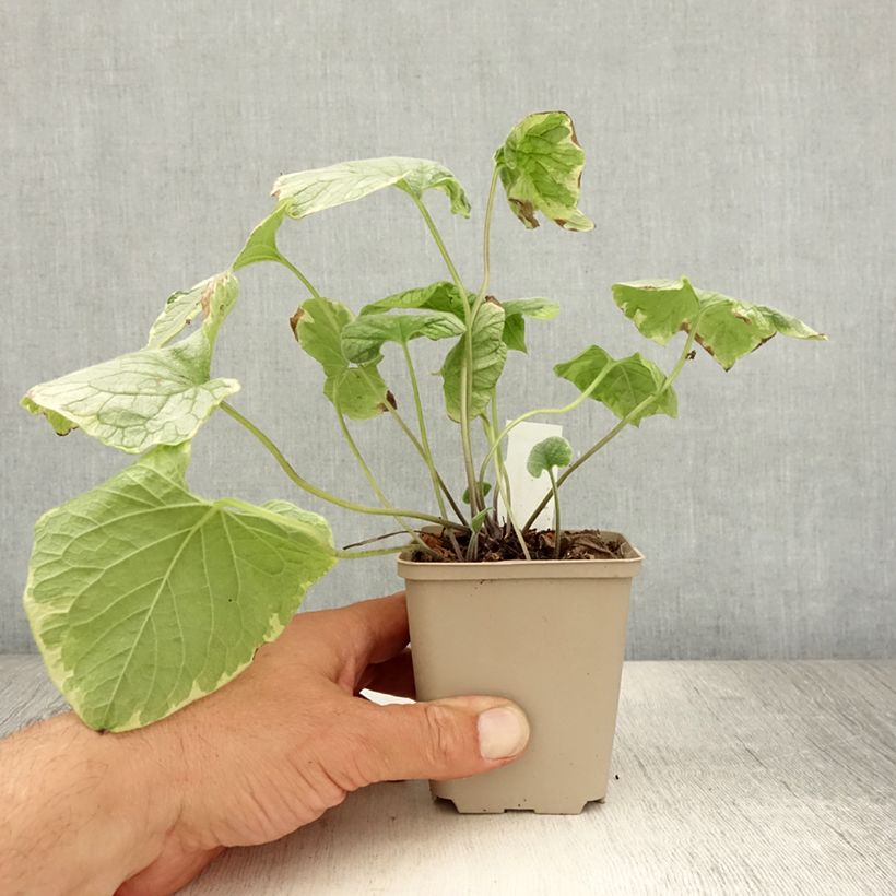 Ejemplar de Brunnera macrophylla King's Ramson Maceta de 8/9 cm entregado en verano