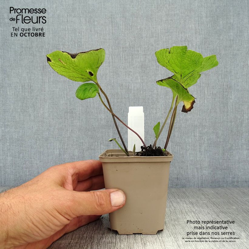 Ejemplar de Brunnera macrophylla Langtrees Maceta de 8/9 cm entregado en otoño