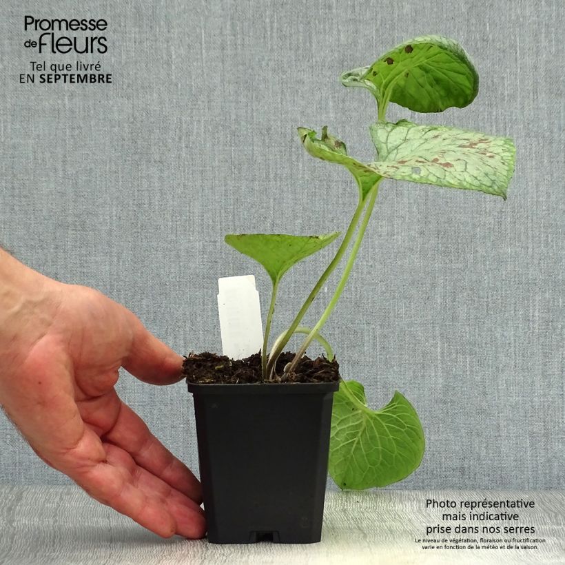 Ejemplar de Brunnera macrophylla Looking Glass Maceta de 8/9 cm entregado en otoño