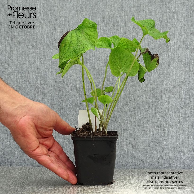 Ejemplar de Brunnera macrophylla - Buglosa Maceta de 8/9 cm entregado en otoño