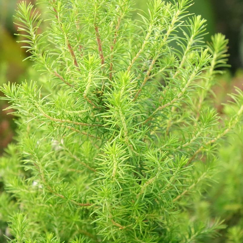 Erica arborea Pink Joy - Brezo blanco (Follaje)