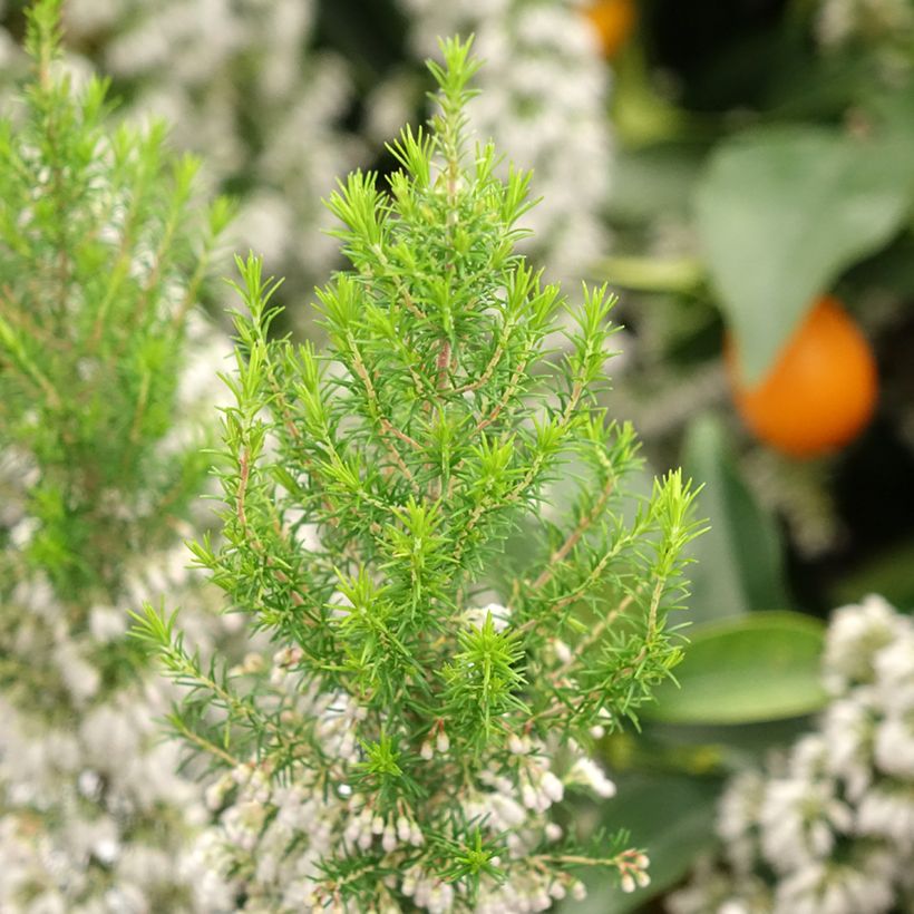 Erica arborea Pink Joy - Brezo blanco (Follaje)