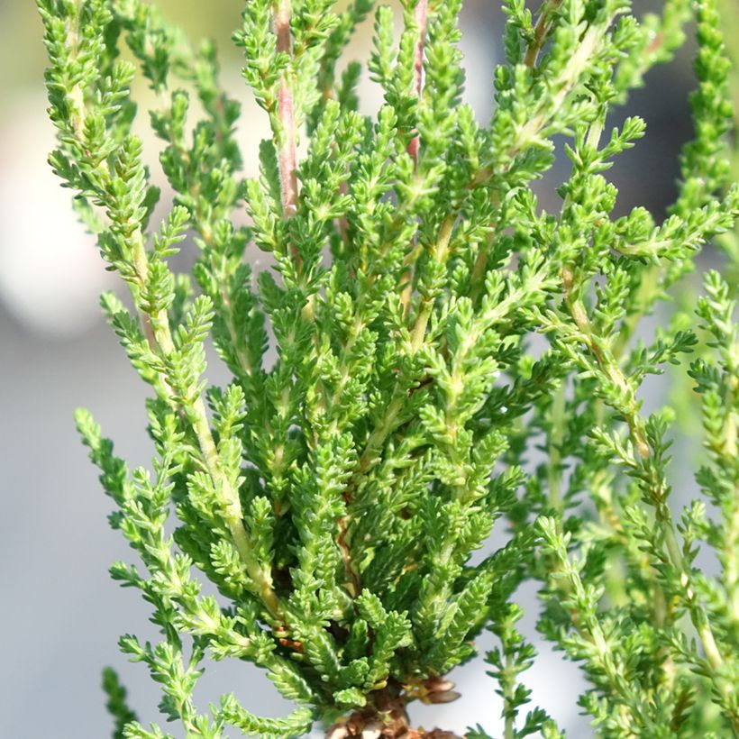 Erica cinerea - Brezo ceniciento (Follaje)