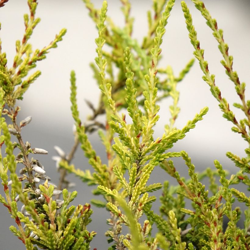 Calluna vulgaris Garden Girls Golden Angie - Brecina (Follaje)
