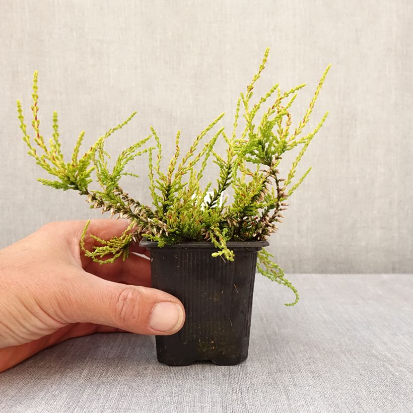 Calluna vulgaris Garden Girls Golden Angie - Brecina Maceta de 8/9 cm Ejemplar entregado en la primavera