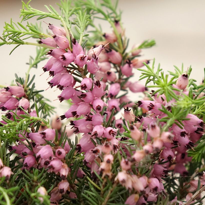 Calluna vulgaris Garden Girls Pink Bettina - Brecina (Floración)